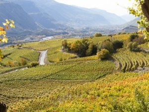 vignes_FR